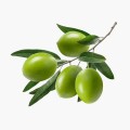 Proin Lectus Ipsum